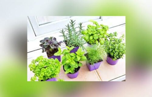 How to Start a Vegetable Garden at Home (Even Small Ones)