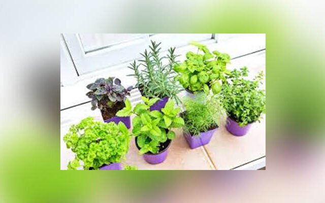 How to Start a Vegetable Garden at Home (Even Small Ones)